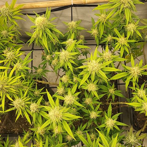 Wonder Pie *2 growlog timeline photo