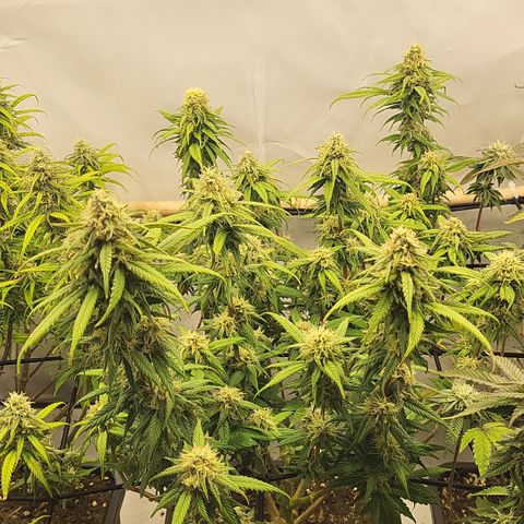 Wonder Pie *2 growlog timeline photo