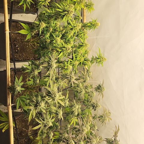 Wonder Pie *2 growlog timeline photo