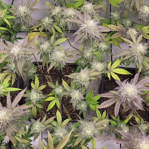 Chiquita Milkshake *1 growlog timeline photo