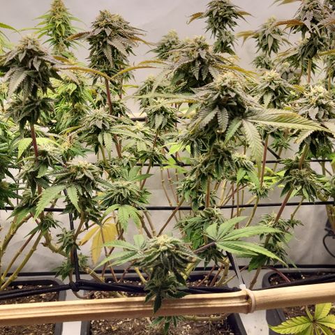 Chiquita Milkshake *1 growlog timeline photo
