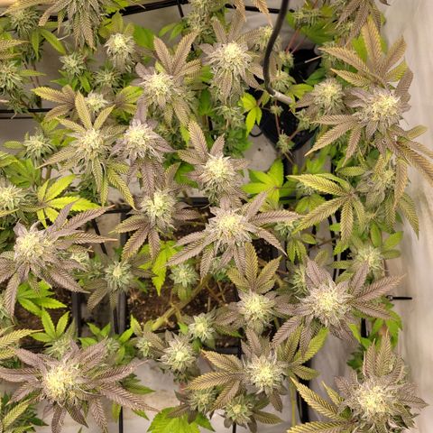 Chiquita Milkshake *2 growlog timeline photo