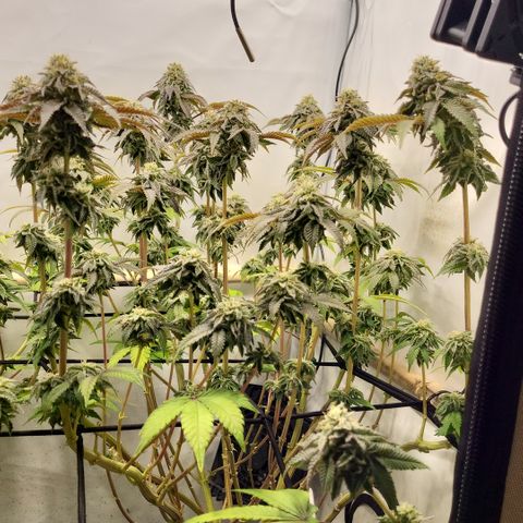 Chiquita Milkshake *2 growlog timeline photo