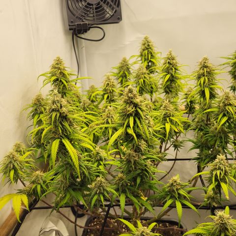 Wonder Pie *1 growlog timeline photo
