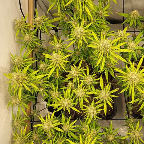 Wonder Pie *1 growlog timeline photo