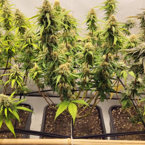Wonder Pie *2 growlog timeline photo