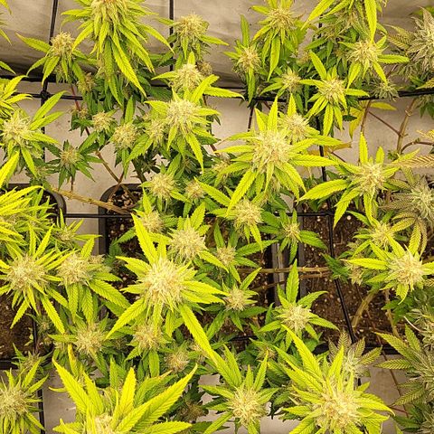 Wonder Pie *2 growlog timeline photo