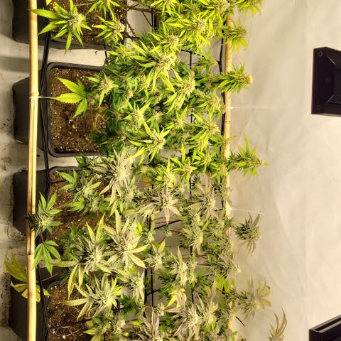 Wonder Pie *2 growlog timeline photo