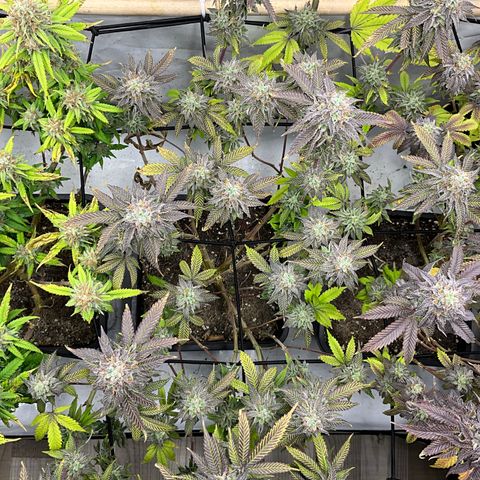 Chiquita Milkshake *1 growlog timeline photo