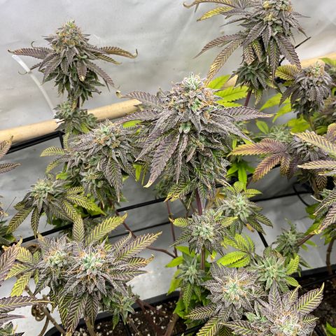 Chiquita Milkshake *1 growlog timeline photo
