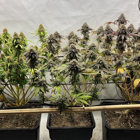Chiquita Milkshake *1 growlog timeline photo