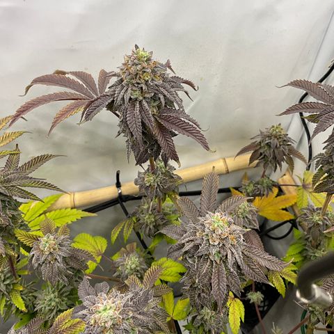 Chiquita Milkshake *2 growlog timeline photo