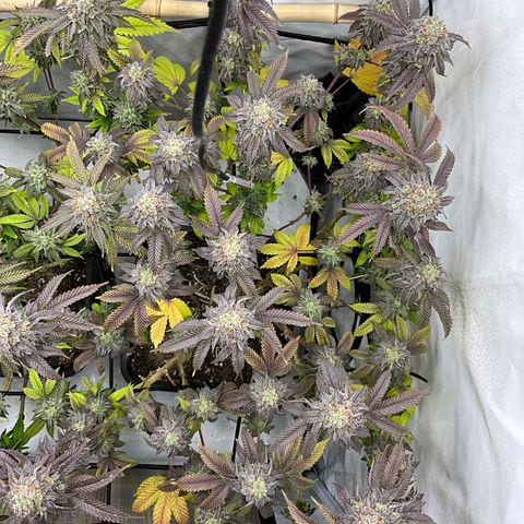 Chiquita Milkshake *2 growlog timeline photo
