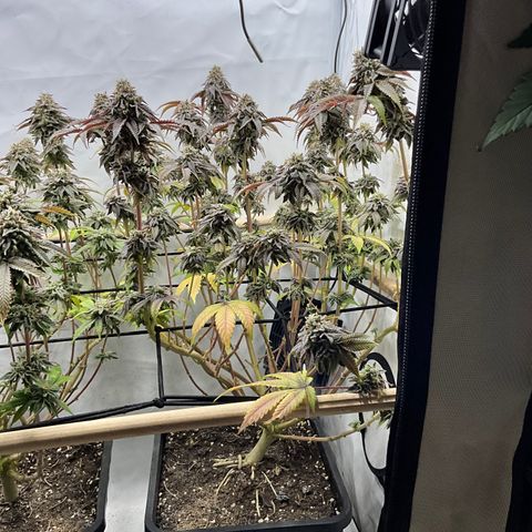 Chiquita Milkshake *2 growlog timeline photo