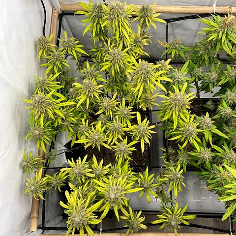 Wonder Pie *1 growlog timeline photo