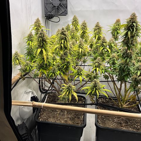 Wonder Pie *1 growlog timeline photo