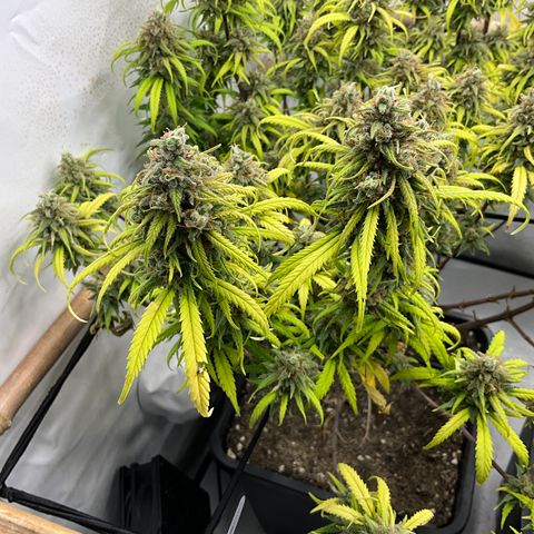 Wonder Pie *1 growlog timeline photo