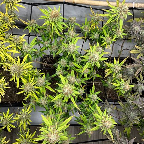 Wonder Pie *2 growlog timeline photo