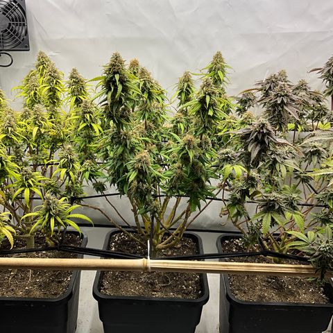 Wonder Pie *2 growlog timeline photo