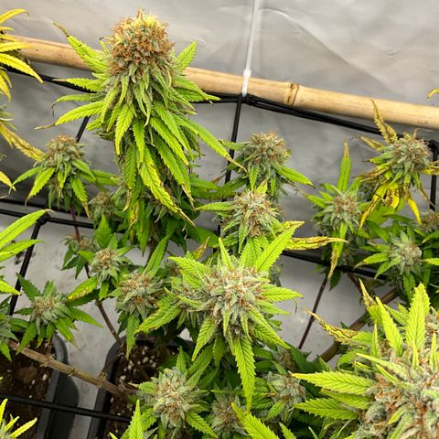 Wonder Pie *2 growlog timeline photo