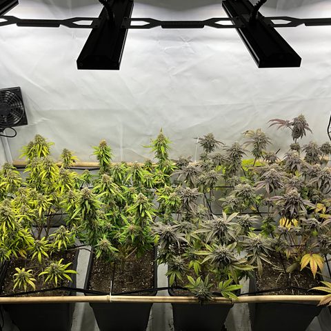 Wonder Pie *2 growlog timeline photo