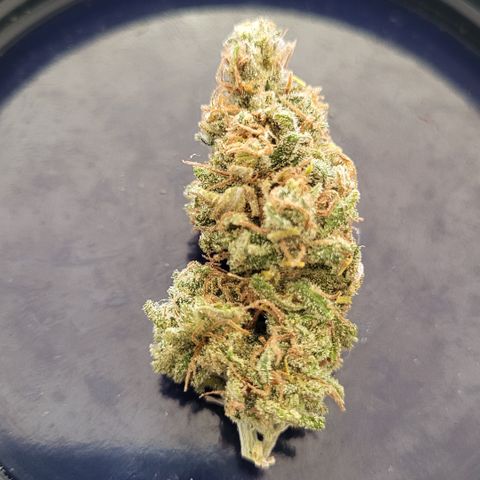 Wonder Pie *1 growlog timeline photo
