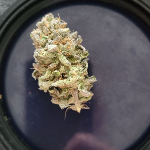 Chiquita Milkshake *1 growlog timeline photo