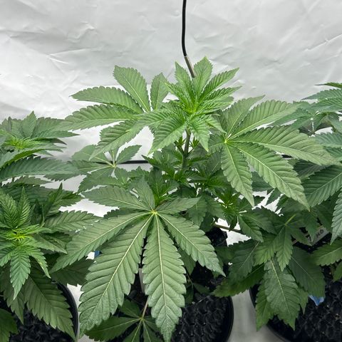 MEAT GRINDER #1 growlog timeline photo