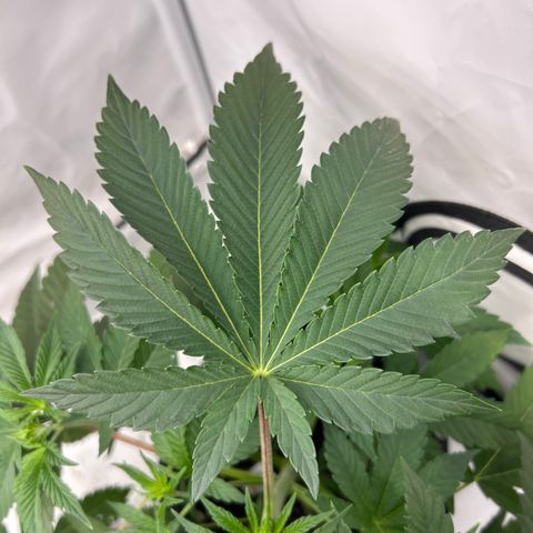 MEAT GRINDER #2 growlog timeline photo
