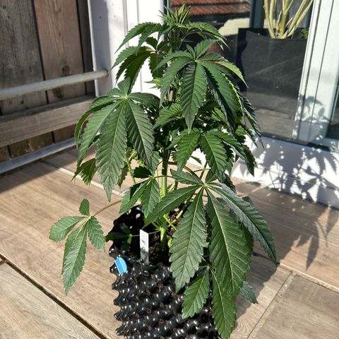 MEAT GRINDER #1 growlog timeline photo