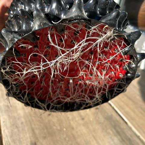 MEAT GRINDER #1 growlog timeline photo