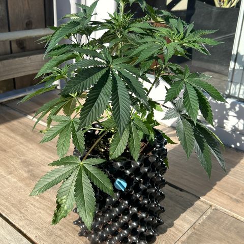 MEAT GRINDER #2 growlog timeline photo