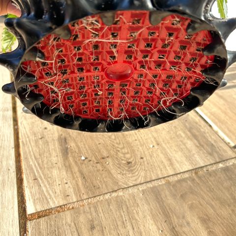 MEAT GRINDER #2 growlog timeline photo