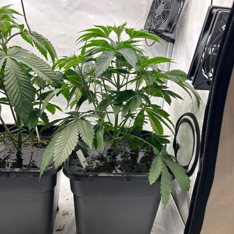 MEAT GRINDER #2 growlog timeline photo