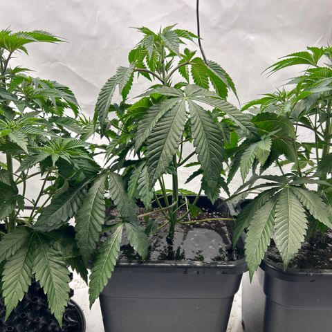 MEAT GRINDER #1 growlog timeline photo