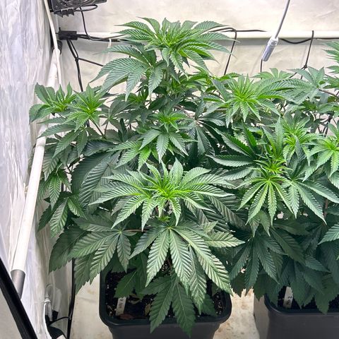 MEAT GRINDER #1 growlog timeline photo