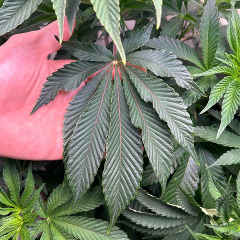 MEAT GRINDER #1 growlog timeline photo