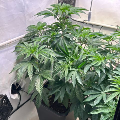 MEAT GRINDER #1 growlog timeline photo
