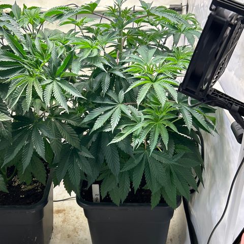 MEAT GRINDER #2 growlog timeline photo