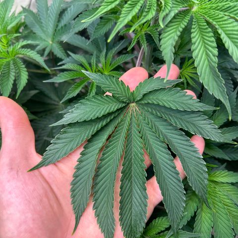 MEAT GRINDER #2 growlog timeline photo