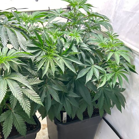 MEAT GRINDER #2 growlog timeline photo