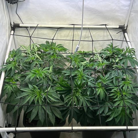 MEAT GRINDER #1 growlog timeline photo