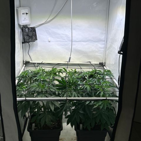 MEAT GRINDER #1 growlog timeline photo