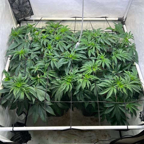 MEAT GRINDER #1 growlog timeline photo