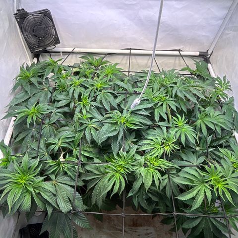 MEAT GRINDER #1 growlog timeline photo