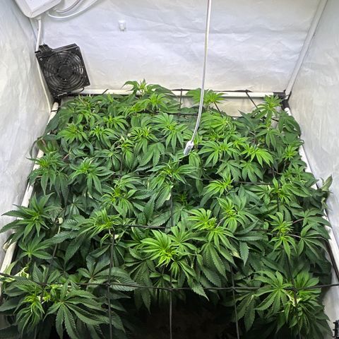 MEAT GRINDER #1 growlog photo: Before defoliation