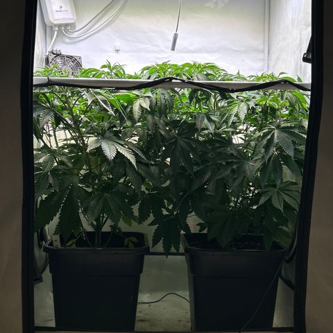 MEAT GRINDER #1 growlog photo: Before defoliation