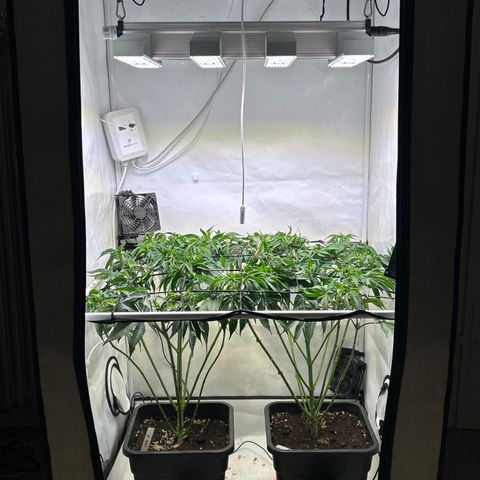 MEAT GRINDER #1 growlog photo: After defoliation