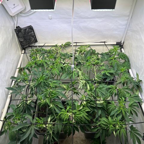 MEAT GRINDER #1 growlog photo: After defoliation