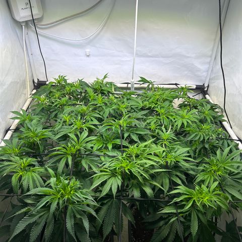 MEAT GRINDER #1 growlog timeline photo